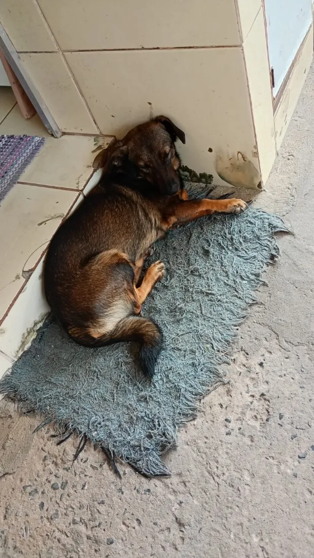 Cachorro raça SRD-ViraLata idade 4 anos nome Belinha 
