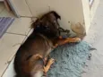 Belinha 