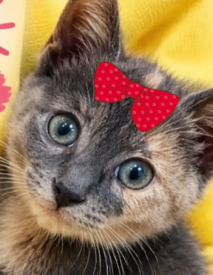 Gato raça SRD-ViraLata idade 2 a 6 meses nome Sophia