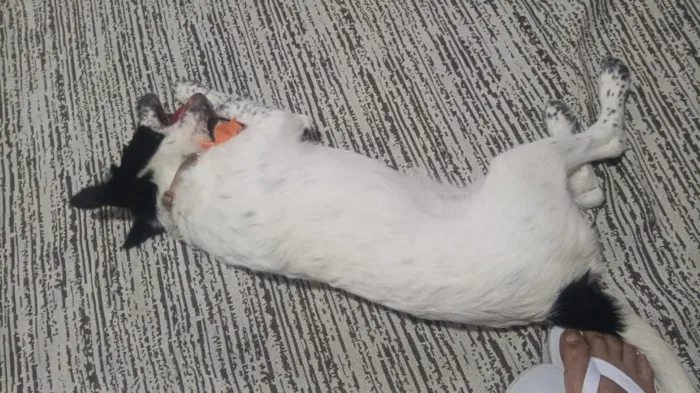 Cachorro raça SRD-ViraLata idade 2 a 6 meses nome Linda