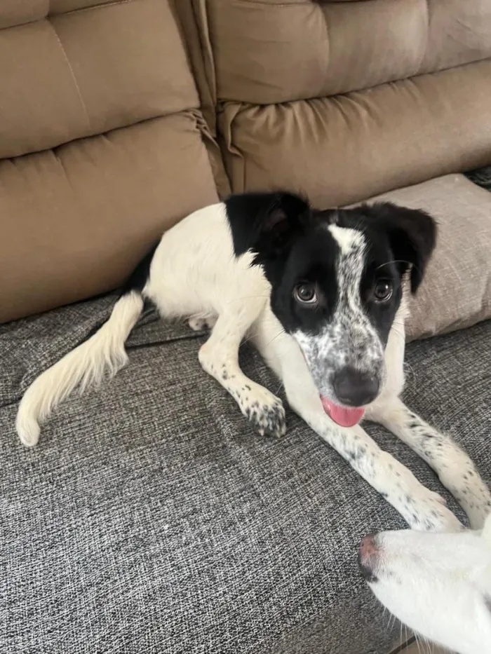 Cachorro raça SRD-ViraLata idade 2 a 6 meses nome Linda
