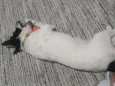 Linda