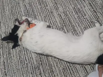 Cachorro raça SRD-ViraLata idade 2 a 6 meses nome Linda