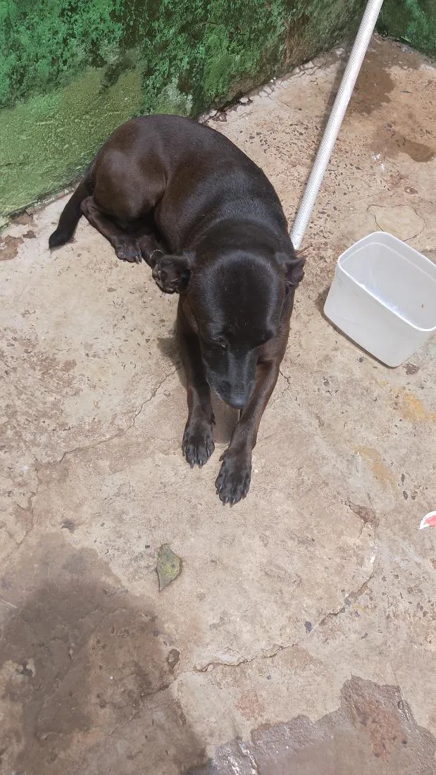 Cachorro raça SRD-ViraLata idade 4 anos nome Maia Luna e totosa