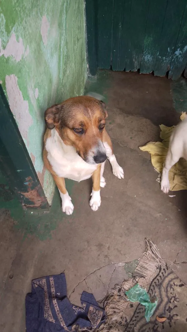 Cachorro raça SRD-ViraLata idade 4 anos nome Maia Luna e totosa