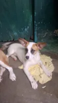 Maia Luna e totosa