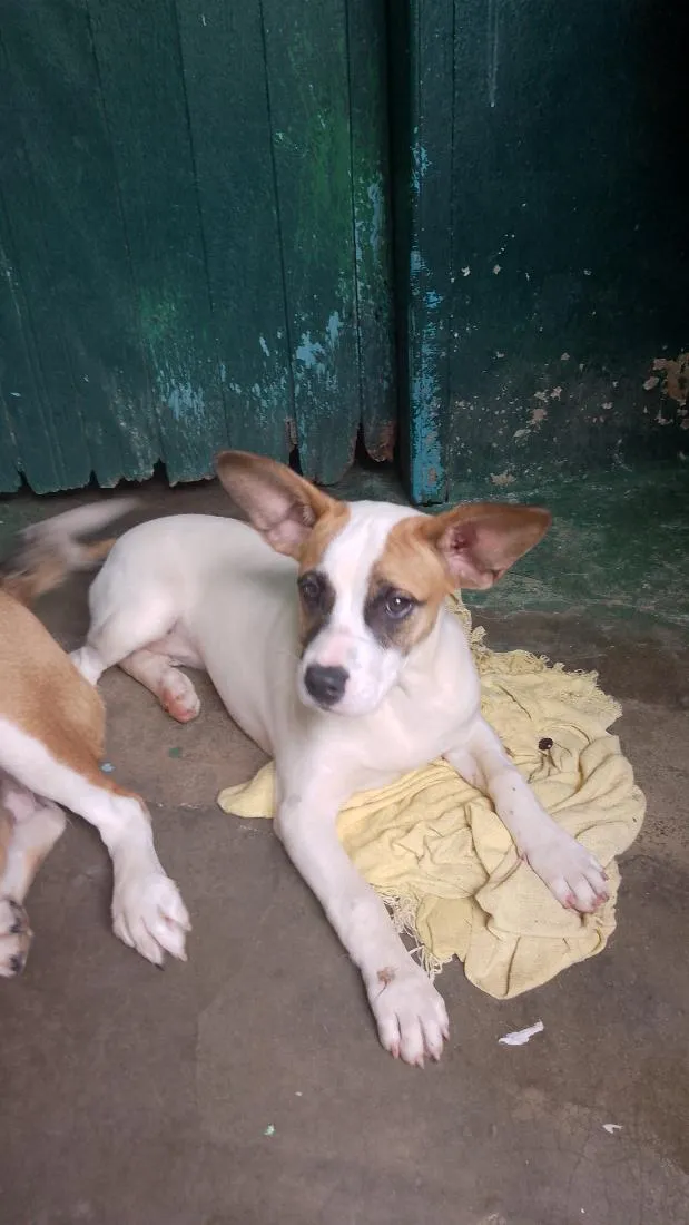 Cachorro raça SRD-ViraLata idade 4 anos nome Maia Luna e totosa