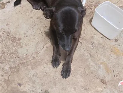 Cachorro raça SRD-ViraLata idade 4 anos nome Maia Luna e totosa