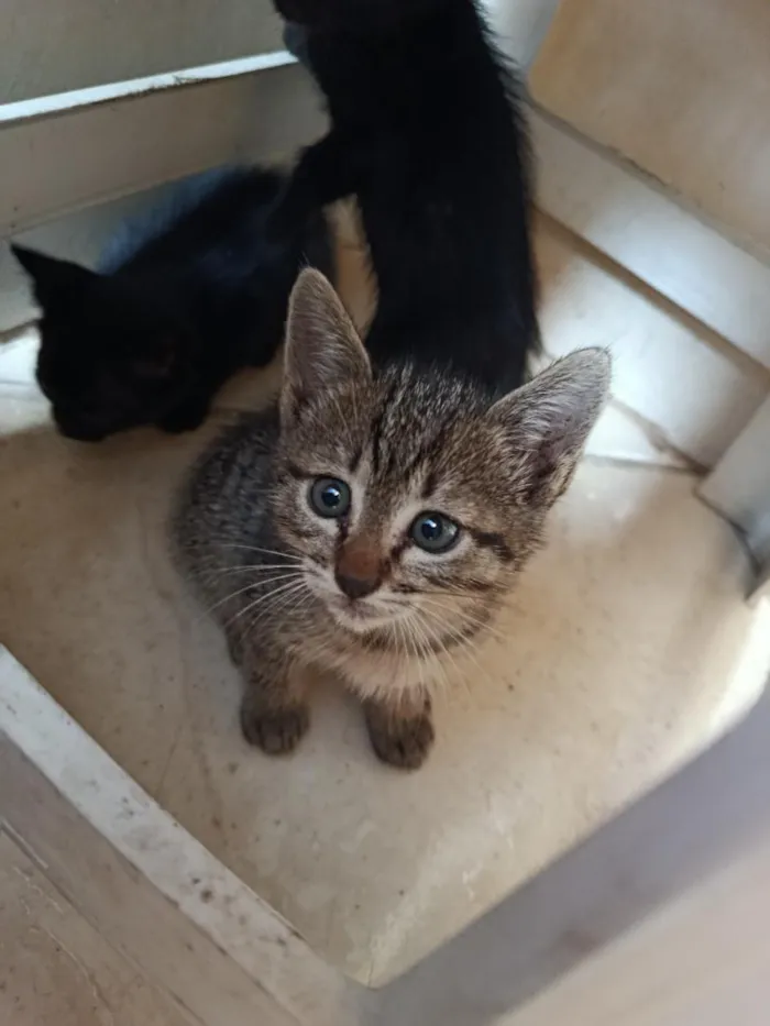 Gato raça SRD-ViraLata idade Abaixo de 2 meses nome Xanotinho (nome temporário)