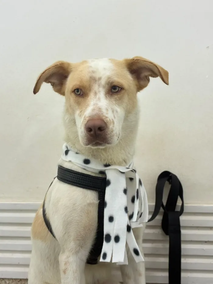 Cachorro raça SRD-ViraLata idade 1 ano nome Apólo
