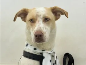 Cachorro raça SRD-ViraLata idade 1 ano nome Apólo