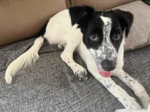 Cachorro raça SRD-ViraLata idade 2 a 6 meses nome Linda