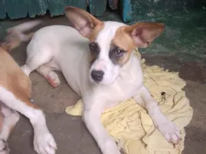 Cachorro raça SRD-ViraLata idade 4 anos nome Maia Luna e totosa