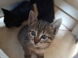 Gato raça SRD-ViraLata idade Abaixo de 2 meses nome Xanotinho (nome temporário)