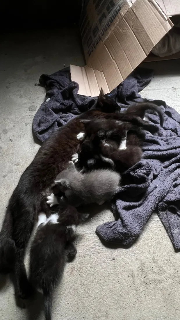 Gato raça SRD-ViraLata idade Abaixo de 2 meses nome A escolher 
