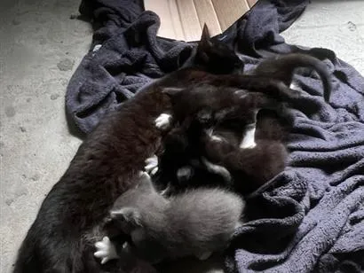 Gato raça SRD-ViraLata idade Abaixo de 2 meses nome A escolher 