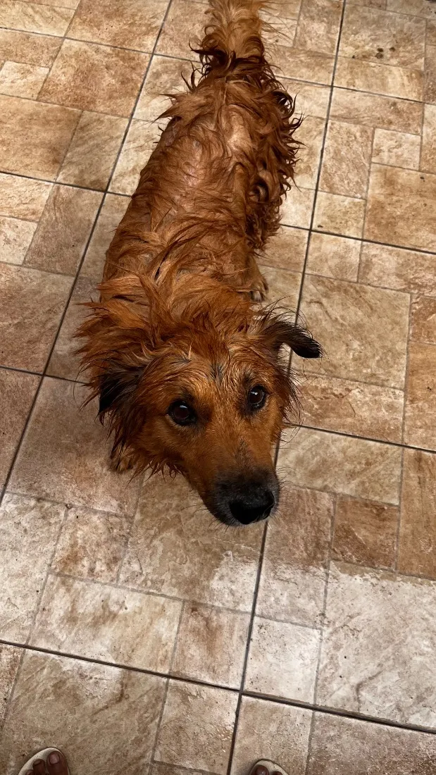 Cachorro raça SRD-ViraLata idade 6 ou mais anos nome Nino