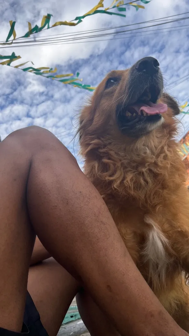 Cachorro raça SRD-ViraLata idade 6 ou mais anos nome Nino