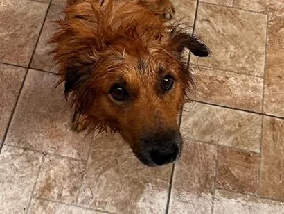 Cachorro raça SRD-ViraLata idade 6 ou mais anos nome Nino