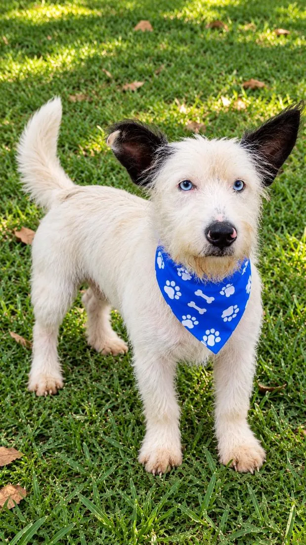 Cachorro raça SRD-ViraLata idade 1 ano nome Baruk