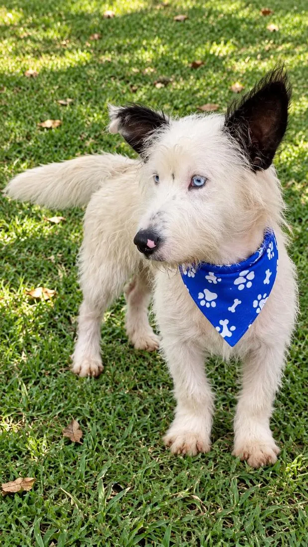 Cachorro raça SRD-ViraLata idade 1 ano nome Baruk