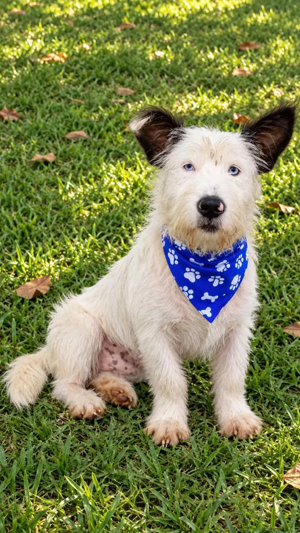 Cachorro raça SRD-ViraLata idade 1 ano nome Baruk