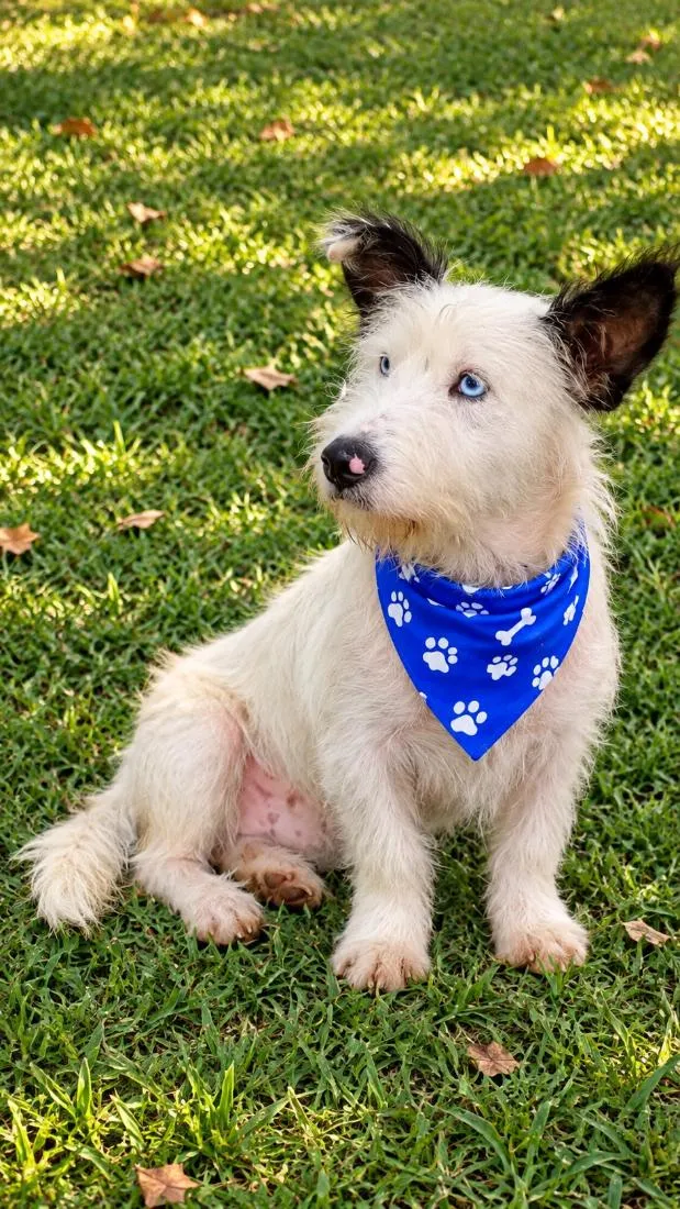 Cachorro raça SRD-ViraLata idade 1 ano nome Baruk