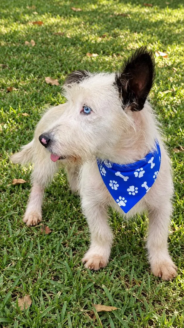 Cachorro raça SRD-ViraLata idade 1 ano nome Baruk