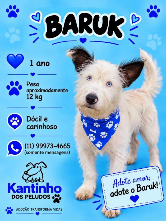 Cachorro raça SRD-ViraLata idade 1 ano nome Baruk