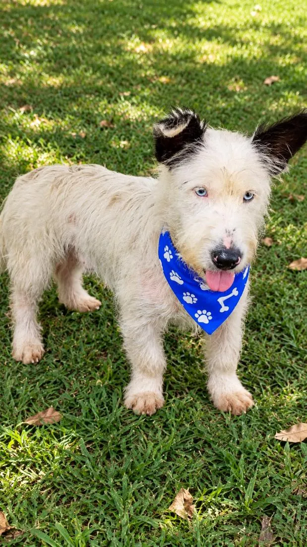 Cachorro raça SRD-ViraLata idade 1 ano nome Baruk