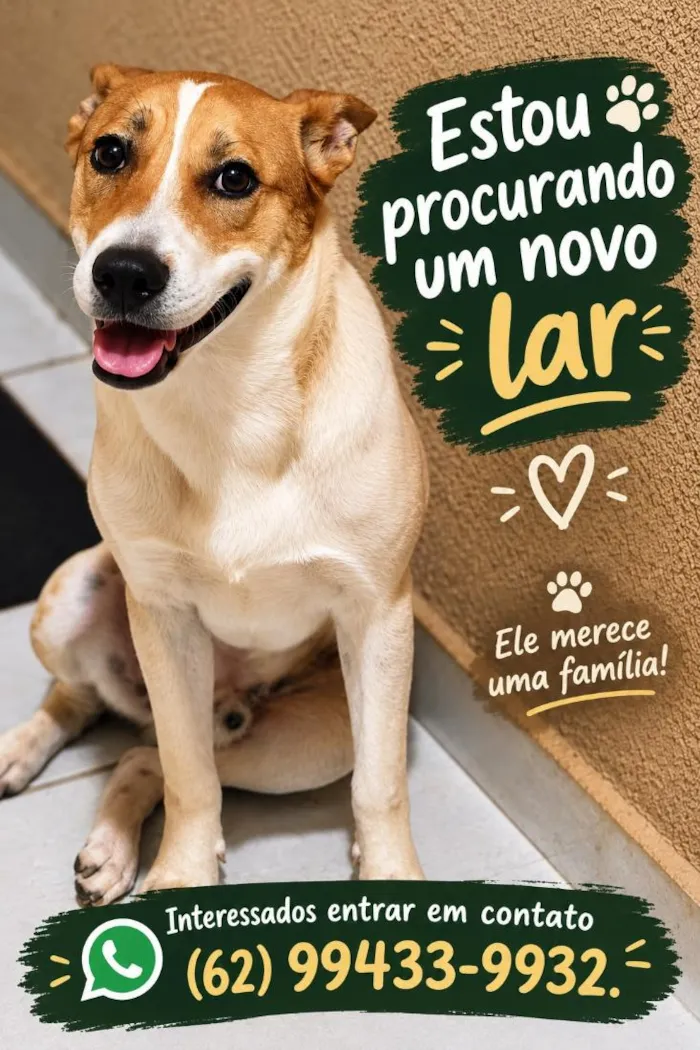 Cachorro raça SRD-ViraLata idade 1 ano nome Snoopy