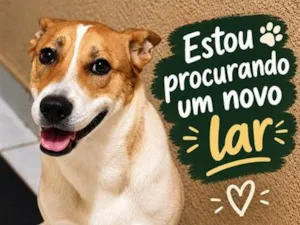 Cachorro raça SRD-ViraLata idade 1 ano nome Snoopy