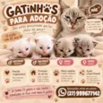 Gatinhos 
