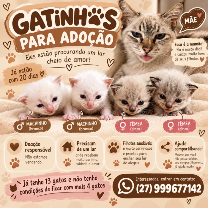 Gato raça Siamês idade 7 a 11 meses nome Gatinhos 