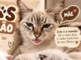 Gatinhos 