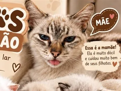 Gato raça Siamês idade 7 a 11 meses nome Gatinhos 