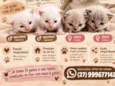 Gatinhos 