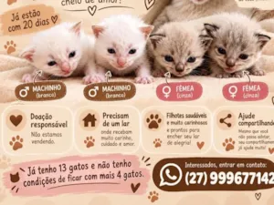 Gato raça Siamês idade 7 a 11 meses nome Gatinhos 