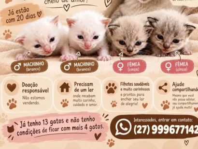 Gato raça Siamês idade 7 a 11 meses nome Gatinhos 