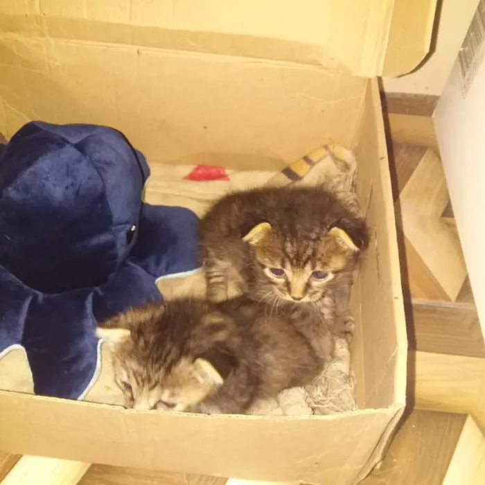 Gato raça SRD-ViraLata idade 2 a 6 meses nome sem nome 