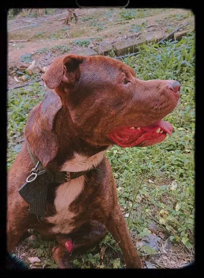 Cachorro raça Pit-Bull idade 3 anos nome Revoada