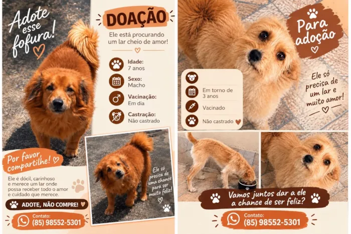 Cachorro raça SRD-ViraLata idade 6 ou mais anos nome Billy é pítuco 