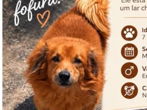 Cachorro raça SRD-ViraLata idade 6 ou mais anos nome Billy é pítuco 