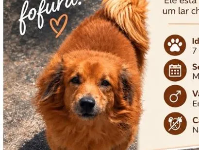 Cachorro raça SRD-ViraLata idade 6 ou mais anos nome Billy é pítuco 