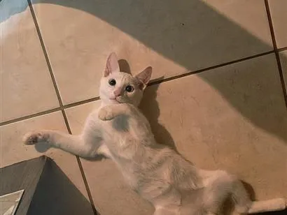 Gato raça SRD-ViraLata idade 2 a 6 meses nome Snow