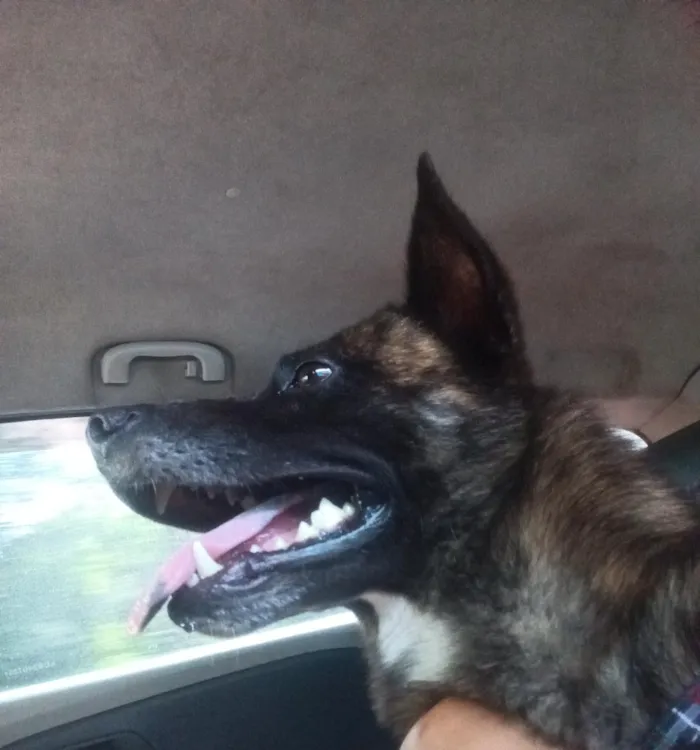 Cachorro raça SRD-ViraLata idade 5 anos nome pipoca 