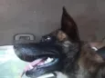 pipoca 