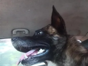 Cachorro raça SRD-ViraLata idade 5 anos nome pipoca 
