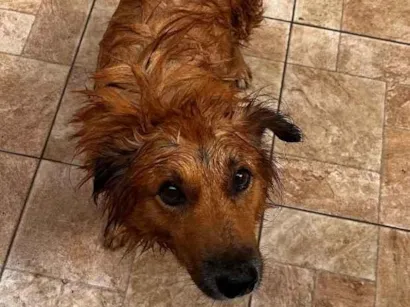 Cachorro raça SRD-ViraLata idade 6 ou mais anos nome Nino