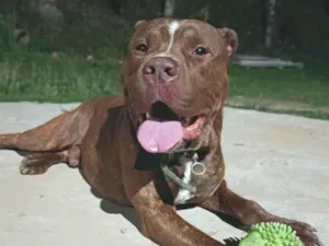 Cachorro raça Pit-Bull idade 3 anos nome Revoada